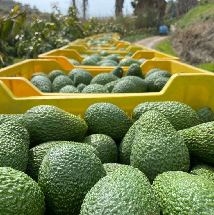 Fresh Fruits
