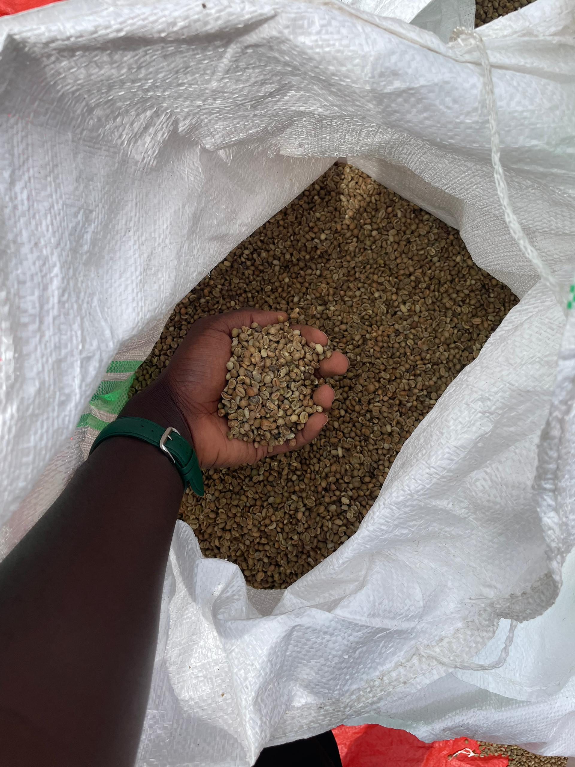 Arabica Coffee